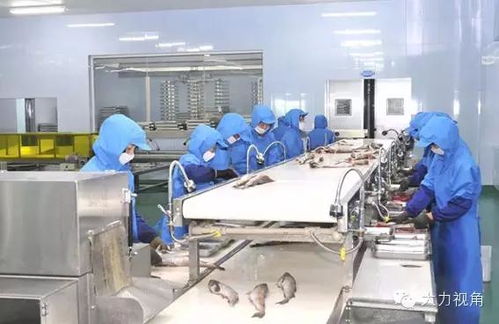 朝鲜企业 葛麻食品厂正在生产优质水产加工品